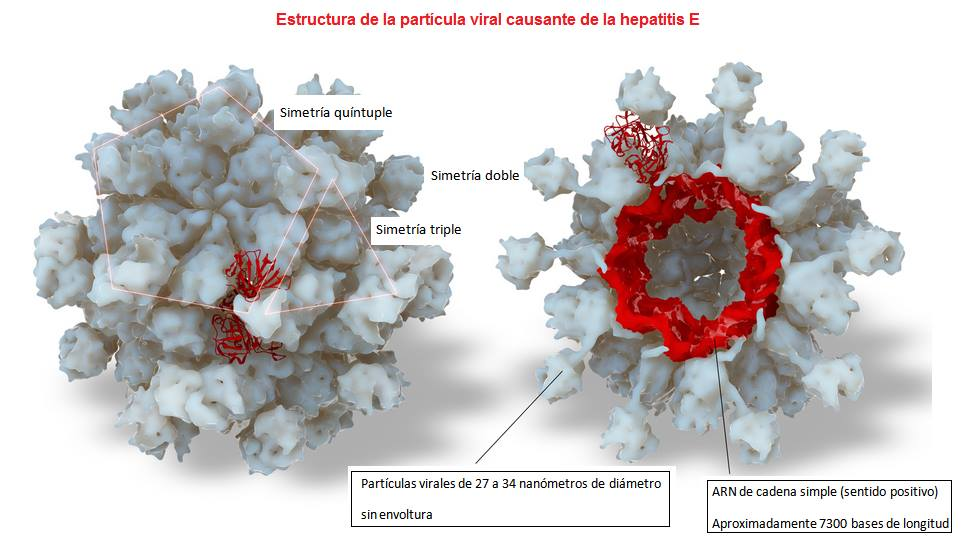Familia Hepeviridae
Estructura del virus/ Hepevirus-Cápside ARN +, tamaño 30-32nm 
Icosaédrico sin Envoltura