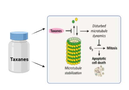 Taxanes