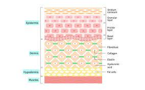 Hypodermis
