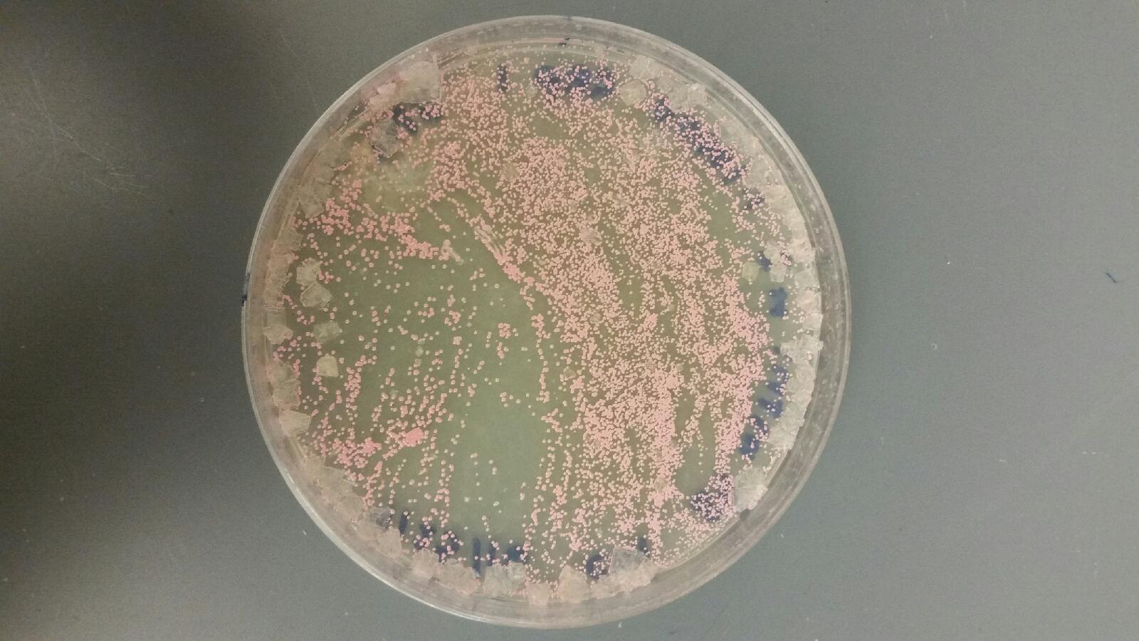 Halo bacterium