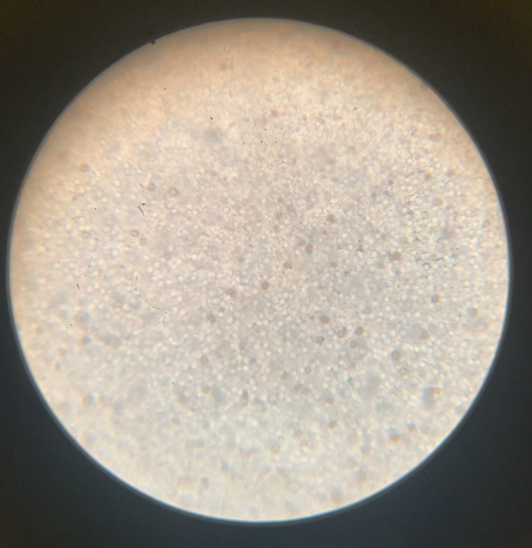 Spores/Gills of Mushroom 400x