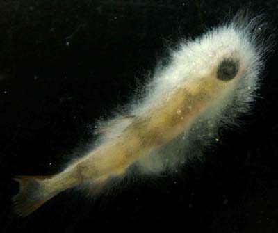 Cellular slime mould