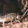springtail