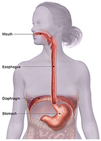 esophagus and stomach location