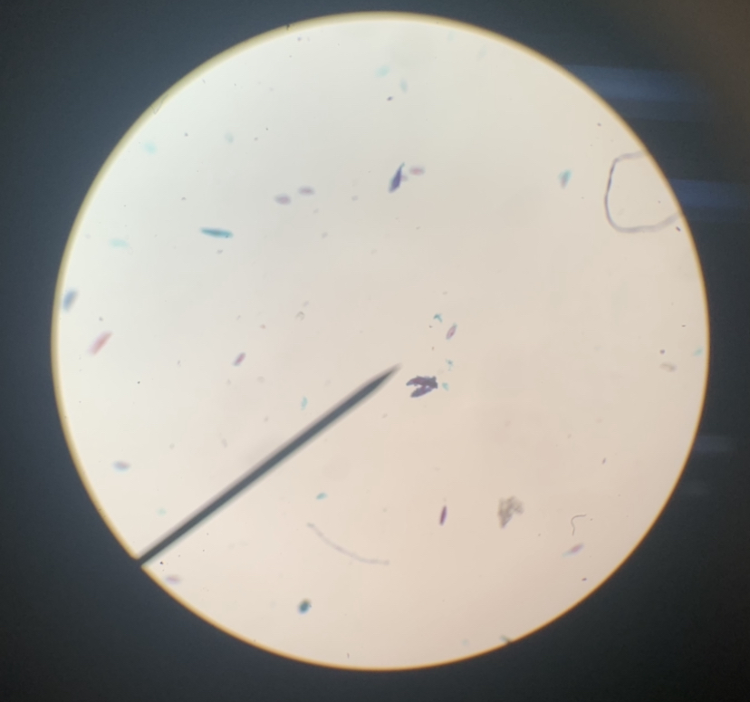 Paramecium 40x