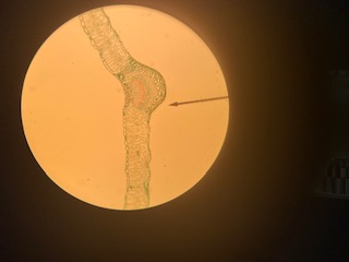 Dicot: Syringa leaf, 100x