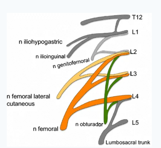 lumbosacral trunk