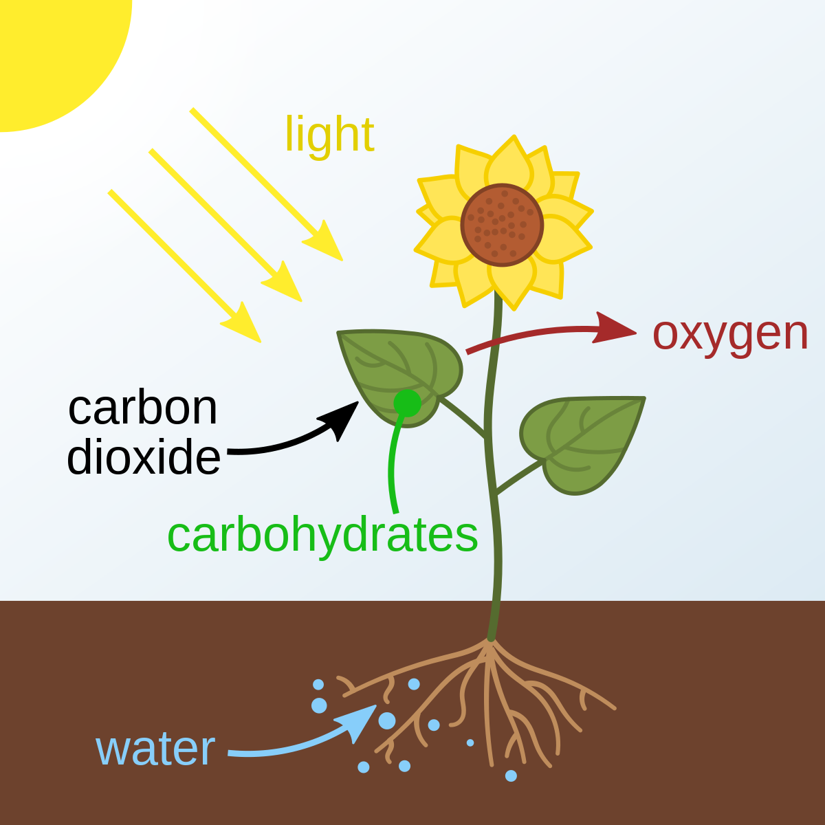 Autotrophs: make their own food through the process of photosynthesis and extracting energy from sunlight.