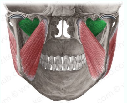 Peterigoideo lateral