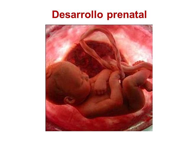Desarrollo prenatal
