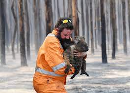 Humans combated the fire and rescued fellow members of the animal kingdom.