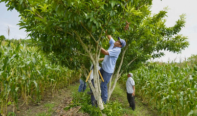 Sistemas agroforestales