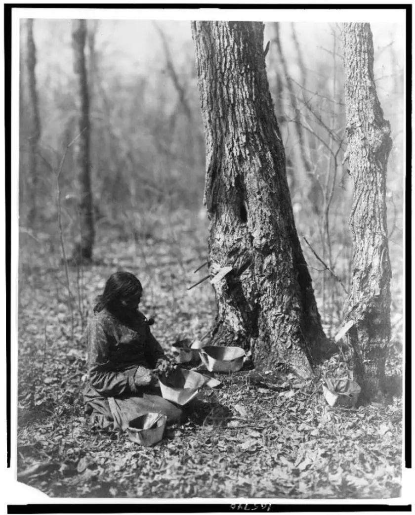 The protagonist learns how to get maple syrup from trees by watching a squirrel nibble through bark.