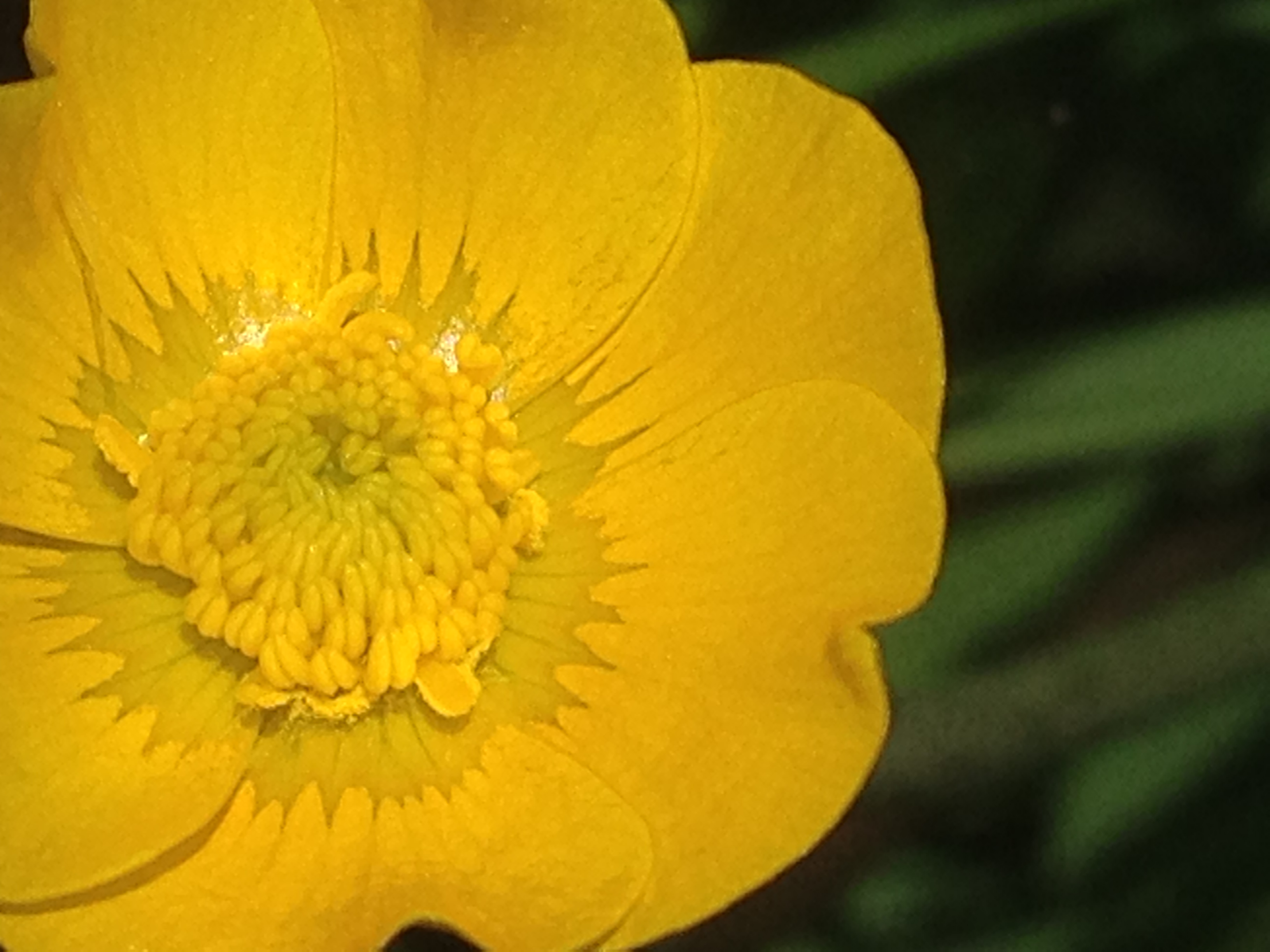 Ranunculus acris