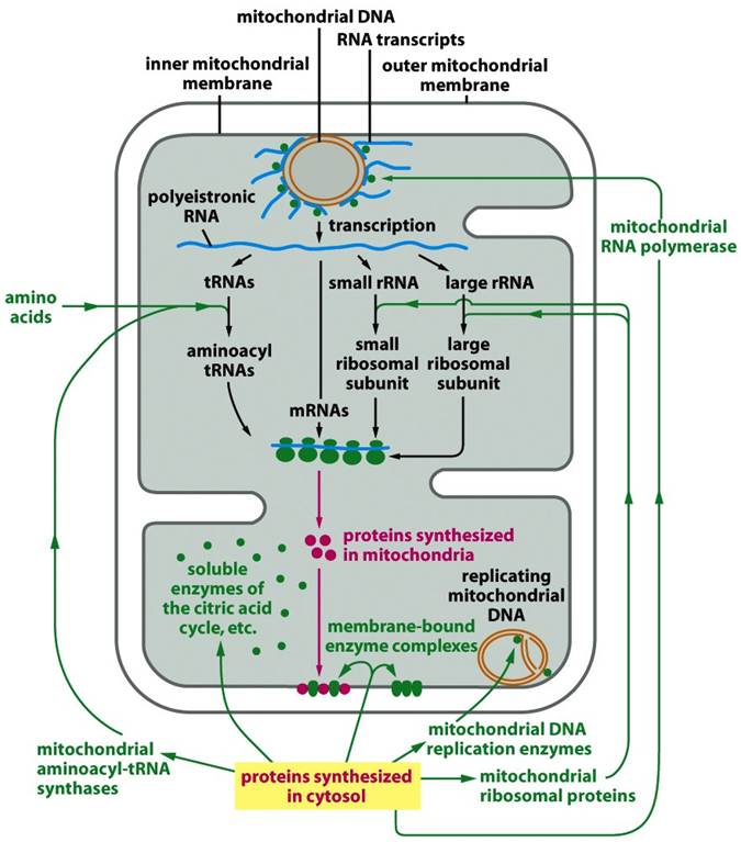 synthesized on cytoplasmic ribosomes