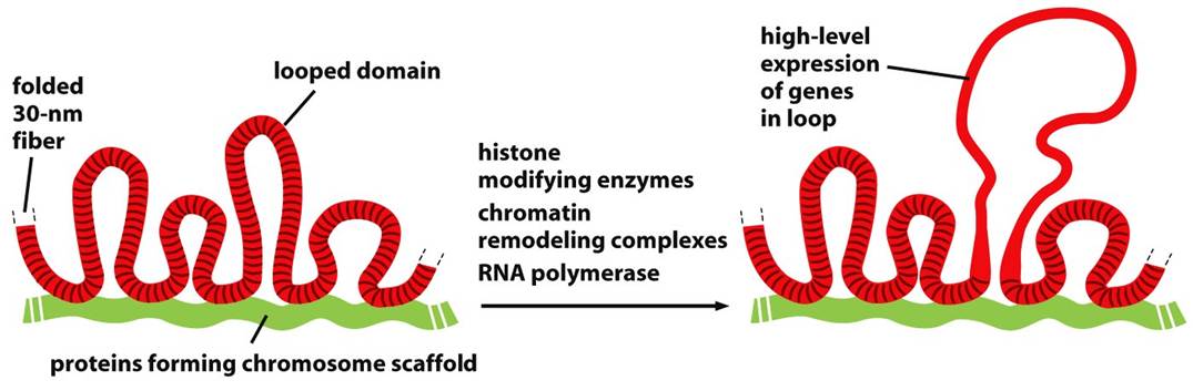 Chromatin loops decondense at loop domain when the genes are expressed