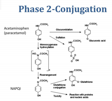 acetaminophen conjugation creates a toxic byproduct called NAPQI