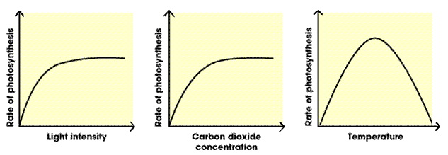 Affected by various aspects of the environment for example amount of water, temperature and light intensity