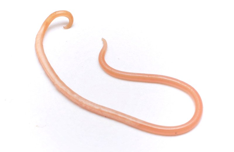 Roundworm