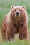 bears