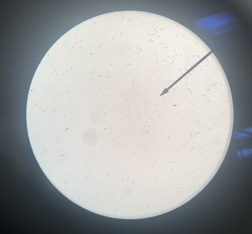 Euglena 40x