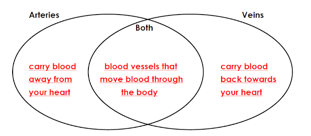 Venn Diagram