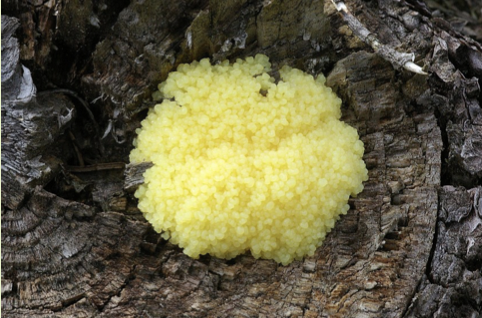 Ex. plasmodial slime mould