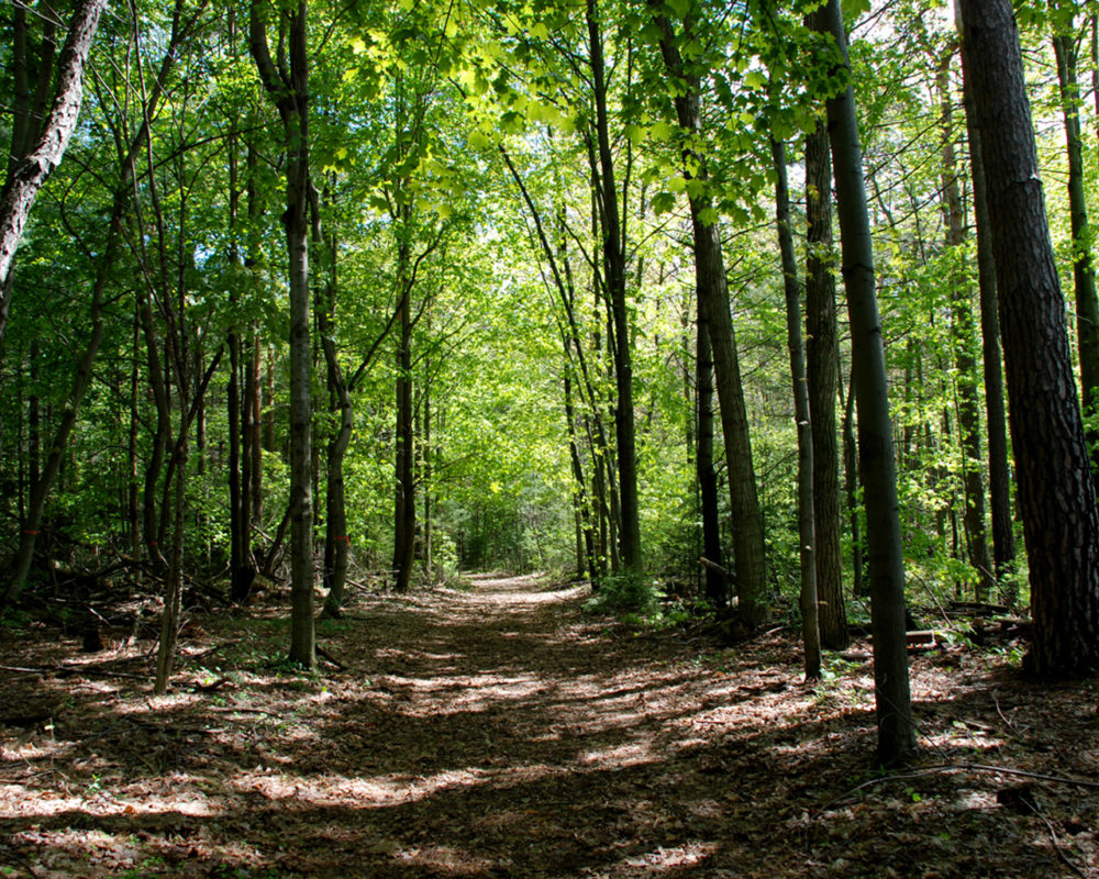 Backus Woods