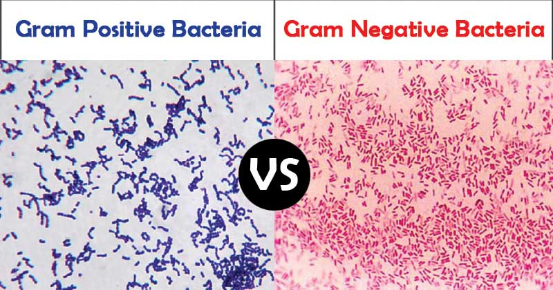 Able to be classified by a gram stein test using a dye made of crystal violet and iodine.