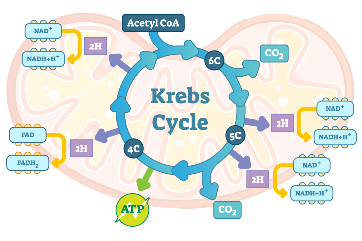 3. Krebs Cycle: Acetyl-CoA and carbon molecules are used to generate NADH, CO2, FADH2 and ATP