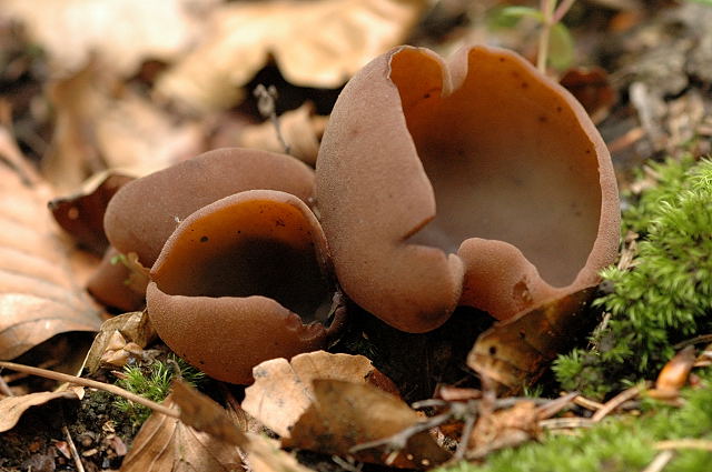 Cup fungi
