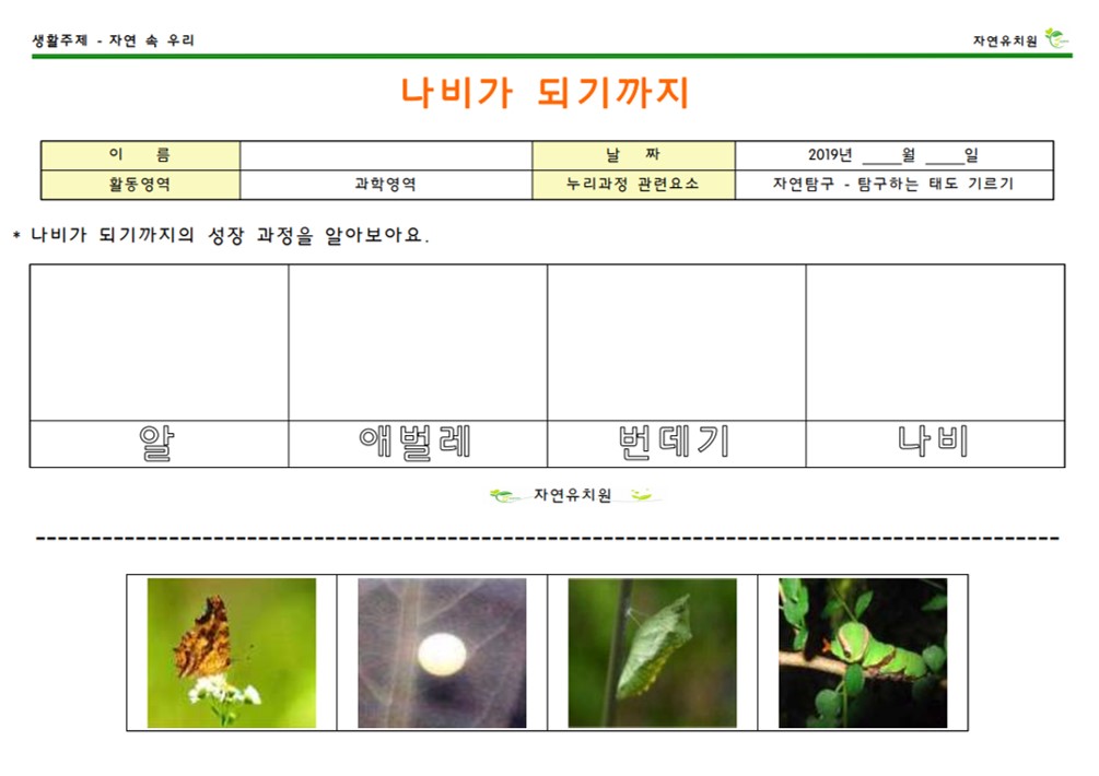 (자)과-나비의 성장과정