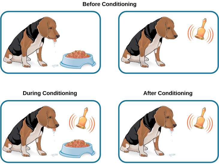 Ivan Pavlov-Conditionnement classique avec les chiens: Pavlov voulait avoir un chien de saliver lorsqu'il entend une cloche. 