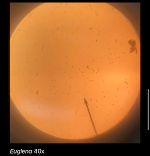 Euglena 40x