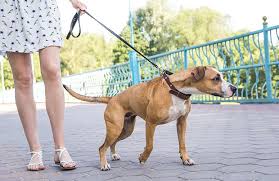 walk No Take he wolf