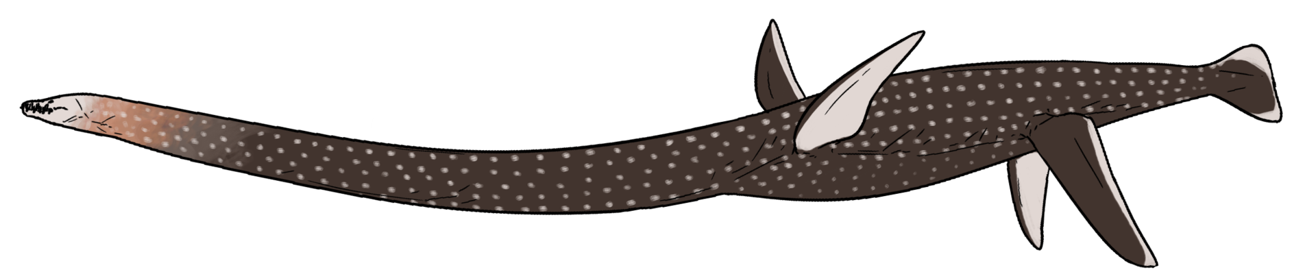 Styxosaurus snowii