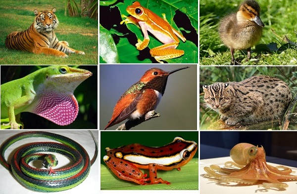 Animalia