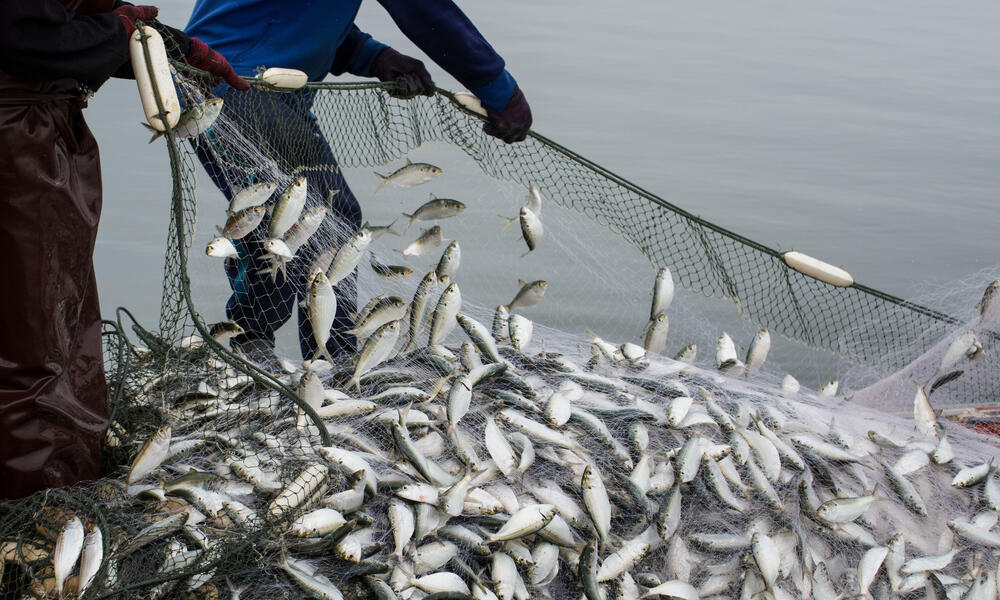 Consequence of overfishing