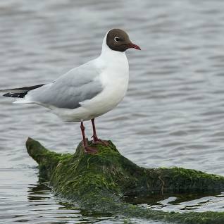 Black headed gull