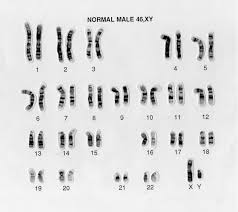 karyotype