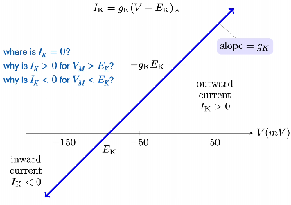 Ik = gk(Vm-Ek)     chord conductance equation form