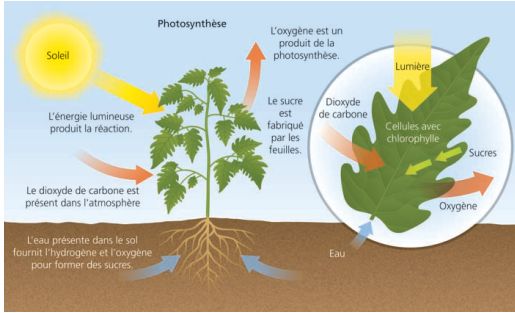 Les producteurs fabriquent leur propre nourriture pour obtenir la matière organique et l'énergie nécessaire à leur survie.