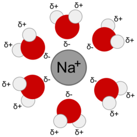 Hydration: the process where 
ions are surrounded by water 
molecules