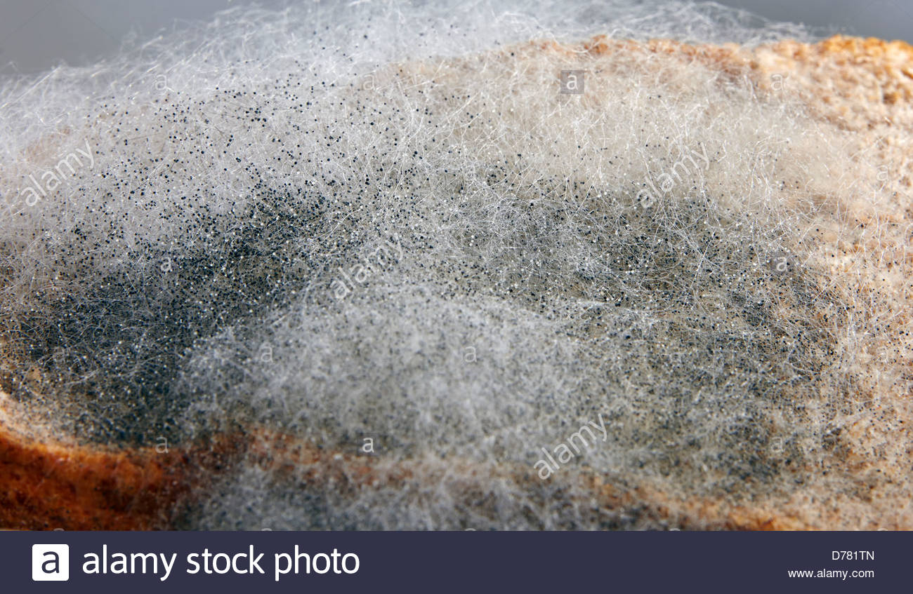 black bread mold