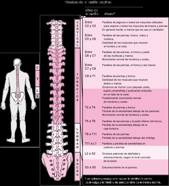 Niveles medulares