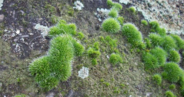 Les premières plantes (espèces pionnières) à y prendre racine doivent être assez résistantes pour survivre dans des condition