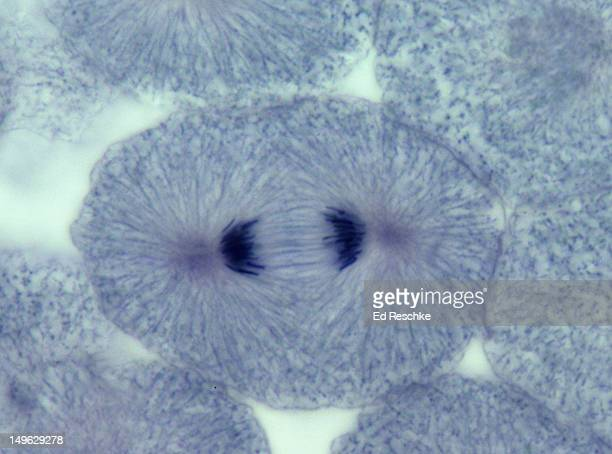 anaphase