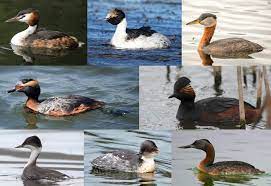 Podiceps