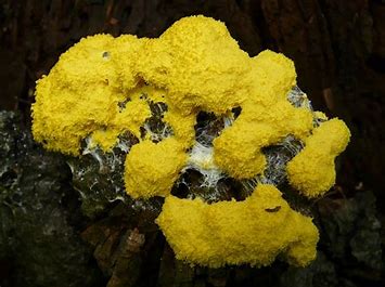 Myxomycota