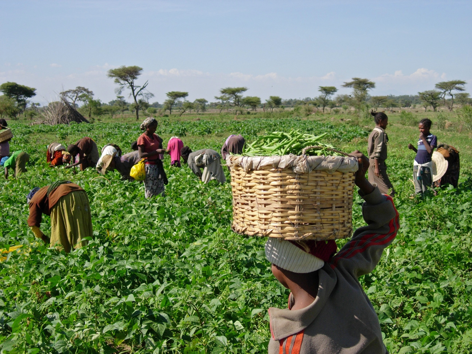 Agricultural cooperatives